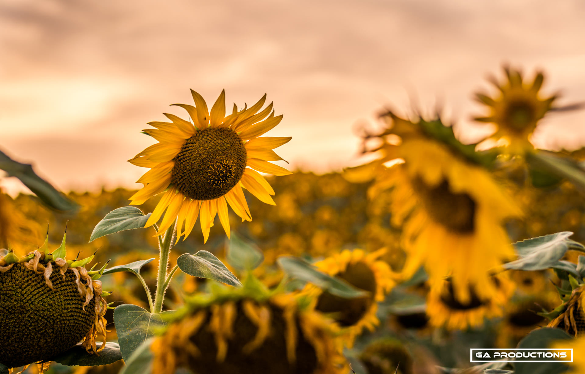 Campo-Girasoli-Castelletto